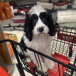 Mayor - Black and white male Cavapoo puppy in Bellingham, Washington from My Sweet Poodles and Doodles
