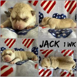 Jack male - Red and white male Siberian Husky puppy in Fairborn, Ohio from Haven of Free Spirits