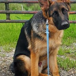 German Shepherd Puppies from Von Kunstlerisch