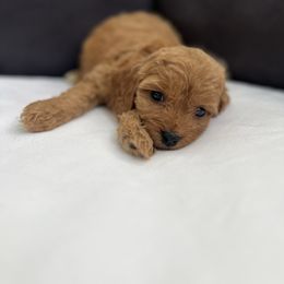 Ginger Snap - Apricot female Cavapoo puppy in El Sobrante, California from Mckendra's Legacy