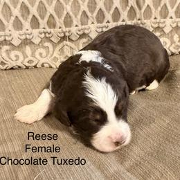 Reese - Brown and white female Bernedoodle puppy in Royse City, Texas from Platinum Bernedoodles of Texas