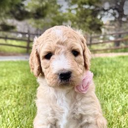 Linney - Cream female Goldendoodle puppy in Monument, Colorado from Hilltop Goldendoodles