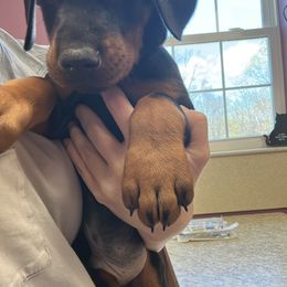 Doberman Pinscher Puppies from Ruiz Dobermans