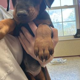 Doberman Pinscher Puppies from Ruiz Dobermans