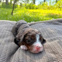 Girl 4 - female Bernedoodle puppy in Travelers Rest, South Carolina from Bernedoodle.do