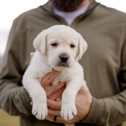 Swayze - Yellow male Labrador Retriever puppy in Allons, Tennessee from UC Labradors LLC