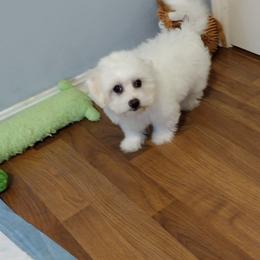 Coton de Tulear Puppies from Coton Country