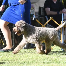 Flocky - Boston Terrier