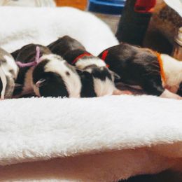 Boston Terrier Puppies from Dixieland Bostons