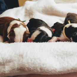Boston Terrier Puppies from Dixieland Bostons