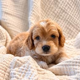 Magnolia - Brown female Bernedoodle puppy in Travelers Rest, South Carolina from Bernedoodle.do