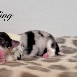 Sterling - Blue merle and white male American Corgi puppy in Whitney, Texas from 5H Corgis