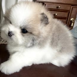 MARCO AKC - Cream sable parti male Pomeranian puppy in Pavilion, New York from Calverton Pomeranians