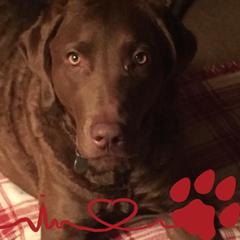 Chesapeake Bay Retriever All Grown Up from Wild Wood Chesapeakes
