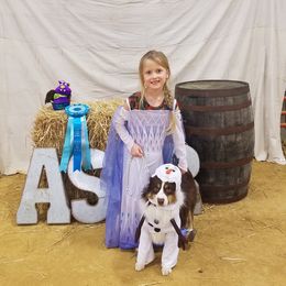 Miniature Australian Shepherds from Wingler Acres Mini Aussies