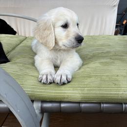 Merle - Cream male Goldendoodle puppy in Austin, Texas from Alex's Goldendoodles