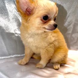Blaire - Cream and white female Chihuahua puppy in Palmyra, Indiana from Country Star Chihuahuas