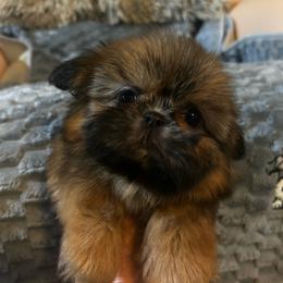 Girl 1 - Red female Shih Tzu puppy in Dallas, Texas from A Sassy Soul Shih-Tzu