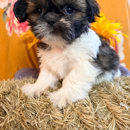 Ryan - Black gold and white male Shih Tzu puppy in Hemet, California from Aloha Shih Tzu