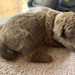 No. 3 - Daisy - Deadgrass female Chesapeake Bay Retriever puppy in Yellville, Arkansas from Two Rivers Chesapeakes