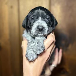 Boy 4 - male German Shorthaired Pointer puppy in Penn Valley, California from Finnan's Ranch German Shorthaired Pointers