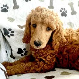 Paw-Donna - Apricot female Poodle puppy in Stanley, Wisconsin from McJare's Puppy Palace