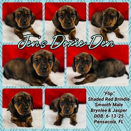 Flip - Red male Dachshund puppy in Pensacola, Florida from Jen's Doxie Den