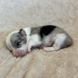Ava - Blue merle and white female American Corgi puppy in Decatur, Texas from Bar S Corgis