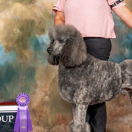 Todd - Poodle