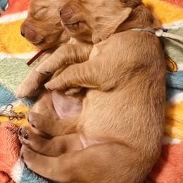 Pink - Dark golden female Golden Retriever puppy in Inverness, Florida from Sydney’s Goldens