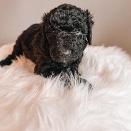 Monica - Black and white female Sheepadoodle puppy in Republic, Missouri from DOOD & Co