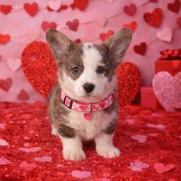 Pumpkin - Brindle and white female Cardigan Welsh Corgi puppy in Kerens, West Virginia from Leather & Lace
