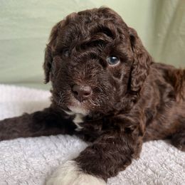 Poodle Puppies from Townsend Poodles