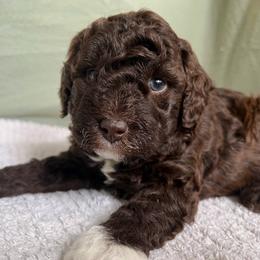 Poodle Puppies from Townsend Poodles