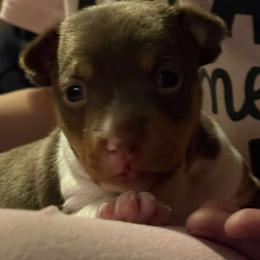 Rat Terrier Puppies from The Puppy Patch Rat Terriers