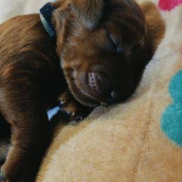 Goldendoodle puppies from Westmorelandislandpups