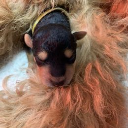 Airedale Terrier Puppies from Mystic’s Airedales
