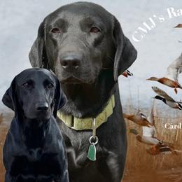 Rossi - Labrador Retriever