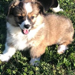 Pembroke Welsh Corgi Puppies from Diamond G Corgis