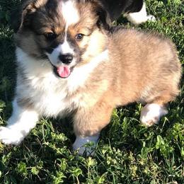 Pembroke Welsh Corgi Puppies from Diamond G Corgis