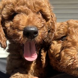 Goldendoodle Puppies from Ginger Doodles