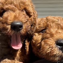 Goldendoodle Puppies from Ginger Doodles
