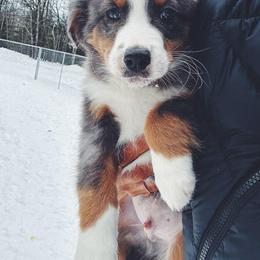 Fido - Blue merle male Border Collie puppy in Richmond, Maine from Lil Maine Border Collies