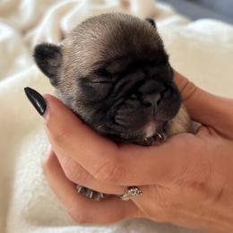 Bennett - Fawn male French Bulldog puppy in Pittsburgh, Pennsylvania from Muddy Creek Frenchies