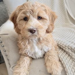 Elle - Apricot female Goldendoodle puppy in Twin Falls, Idaho from Magic Valley Family Doodles