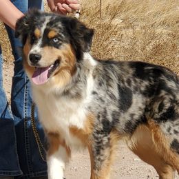 Bandit  - Miniature American Shepherd