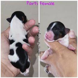 Poodle and Yorkshire Terrier Puppies from Effervescent-Pooches