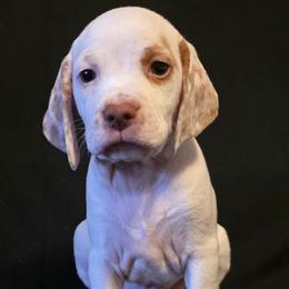 Arctic - Fawn male Braque du Bourbonnais puppy in Deer Lodge, Tennessee from Steady Wind Braque du Bourbonnais Pointers