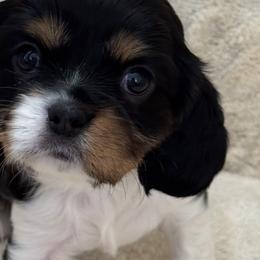 Cavalier King Charles Spaniels from Shooting Star Cavaliers
