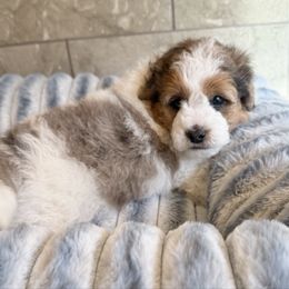 Tuscan - Merle male Sheepadoodle puppy in Roseburg, Oregon from Sharon’s Sheepadoodle’s